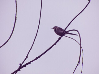 ptak pliszka siwa Motacilla alba mały zwierze - obrazy, fototapety, plakaty