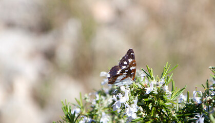 Butterfly on a rosemary bush