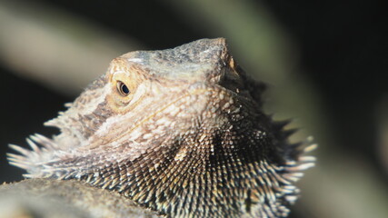 Echse
