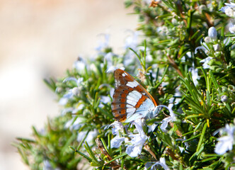 Butterfly on a rosemary bush