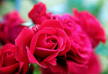 Schöne Rosen 