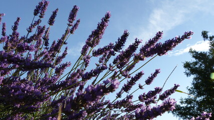 Lavandes © coquecigrue32