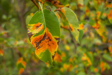 Disease of orchard fruit trees 