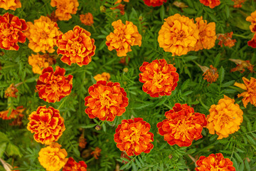 Garden orange flowers Marigolds (Tagetes patula) close-up. Top view. Selective focus.