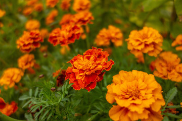 Garden flowers orange marigolds (Tagetes patula) closeup on the blurry background. Selective focus.