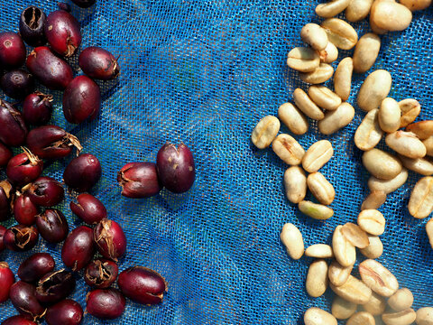Drying raw coffee bean and cascara on the net