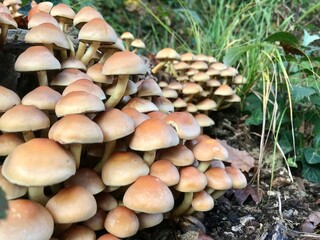 Pilze im Wald am Baumstamm im Herbst