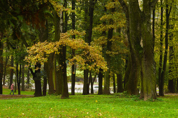 Fototapeta premium A walk in the park on an autumn day. 12