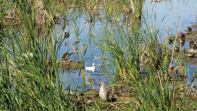 Several species of wild wetland birds among the reeds in a marsh appear to be competing for space, on a sunny day in the Port Aransas Nature Preserve in Texas.