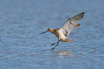 Bar-tailed godwit (Limosa lapponica)