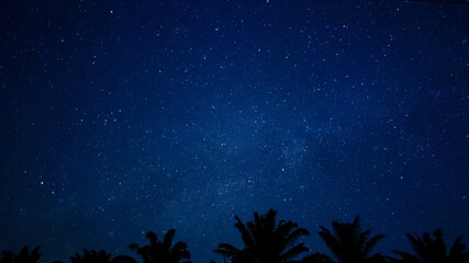 Fototapeta premium Starry sky at night, twinkle constellations in the sky and trees view
