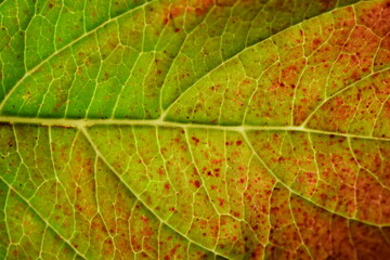 Photo macro leaf concept growth
science