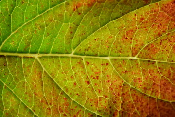 Naklejka na ściany i meble Photo macro leaf concept growth science