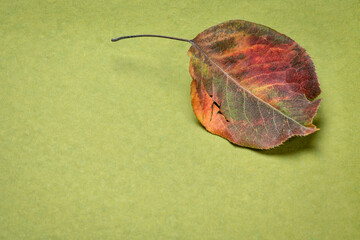 dried leaf (asian pear tree) on handmade rag paper with a copy space