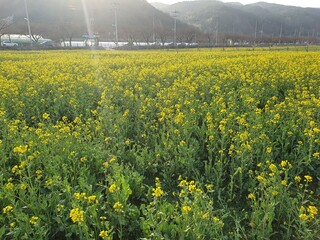 Obraz premium field of rapeseed