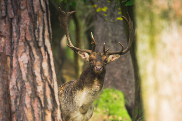 Naklejka premium Beautiful fallow deer male (dama dama) in autumn forest.