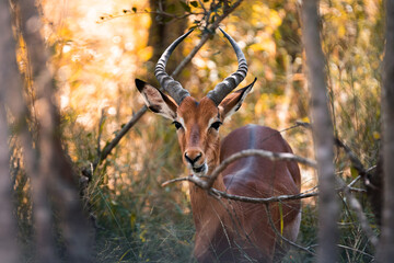 Antelope in the bush