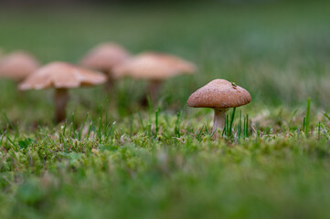Closeup of a small brown mushroom growing on green moss. More mushrooms are visible in the background.