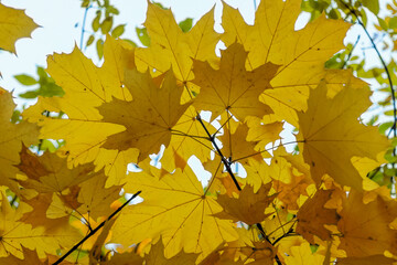 yellow maple leaves against the sky in autumn