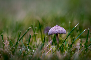 Closeup of a cute tiny gray mushroom growing among small grassblades.