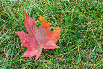 A bright, red fallen maple leaf lies on the green grass. Natural autumn background.