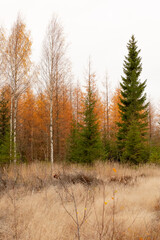 Larch in autumn colors