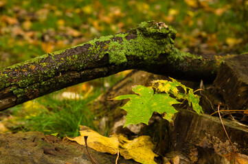 Obraz premium A walk in the park on an autumn day.9