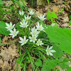 flowers in the garden