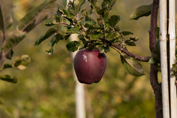 reifer roter Apfel am Ast hängend mit Blätter 