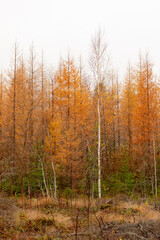 Larch in autumn colors
