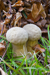 Lycoperdon perlatum Pers. - Common Twin Puffball
