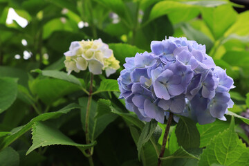 A close up of blue flowers of Hydrangea macrophylla (bigleaf, French, lacecap or mophead hydrangea, penny mac) in the garden. The light purple hortensia flowers, side view, copy space © prambuwesas