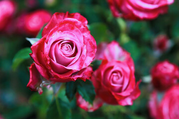 beautiful pink rose - Crete Greece