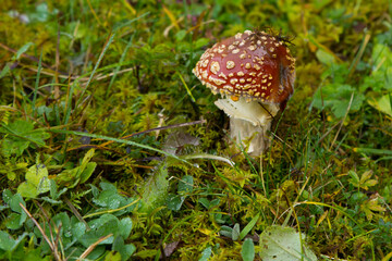 Fliegenpilz im feuchten Moos 