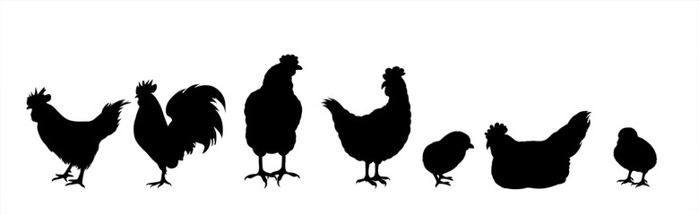 Vector silhouette of collection of hens and chickens on white background. Symbol of farm animal and poultry.