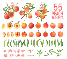 Peach Fruit watercolor element set. Isolated peaches collection of fruits, leaves, slices on white - 387806346