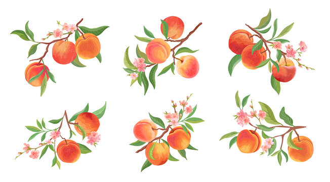 Watercolor Peach vector branches set. Hand drawn fruit, flowers, leaves and sliced pieces