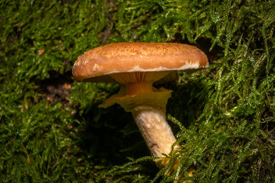A closeup picture of a fungus in a forest. Green moss in the background. Picture from Bokskogen, Malmo, southern Sweden