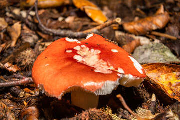 A closeup picture of a fungus in a forest. Dark brown and orange leaves in the background. Picture from Bokskogen, Malmo, southern Sweden