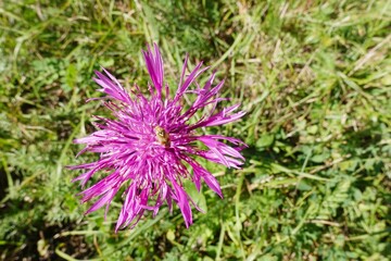 Skabiosen Flockenblume - Centaurea scabiosa