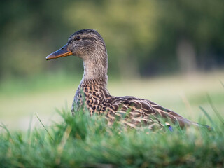 Canard colvert femelle dans l'herbe