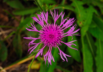 Portrait of a purple flower