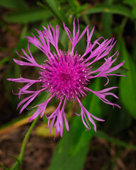 Obraz premium Portrait of a purple flower