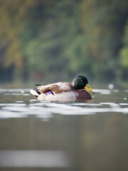 Canard colvert mâle dans l'eau