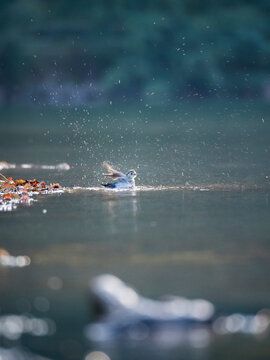 Oiseau : bergeronnette prenant un bain dans l'eau