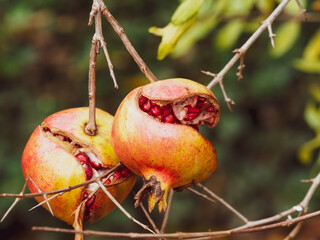 
(Punica granatum) Granatapfelbaum. Aufgebrochener Granatapfel hängen an einem Ast. Frucht öffnet...
