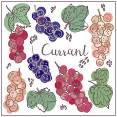 Set with currant, berries, leaves. Graphic hand drawn flat style. Doodle illustration for packaging, menu cards, posters, prints. Isolated over white background.