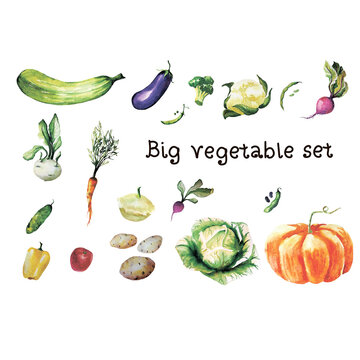 water color hand painted vegetable. vegetable on white background