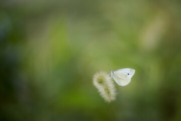Butterfly sits on a blade of grass on a blurry background with a copy of the text space. Only the butterfly is in focus, soft focus, beautiful blur and bokeh
