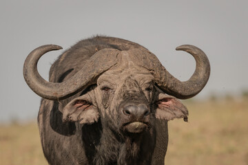 Close up of a large male cape buffalo looking directly at the camera. Image taken in the Masai Mara, Kenya	